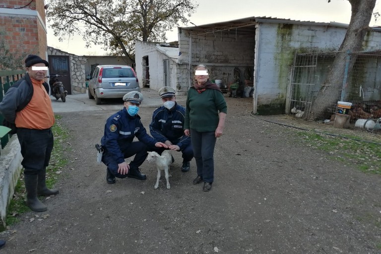 Pecora ed agnello appena partorito circondati da branco di cani