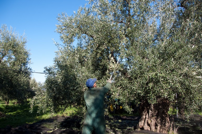 raccolta olive
