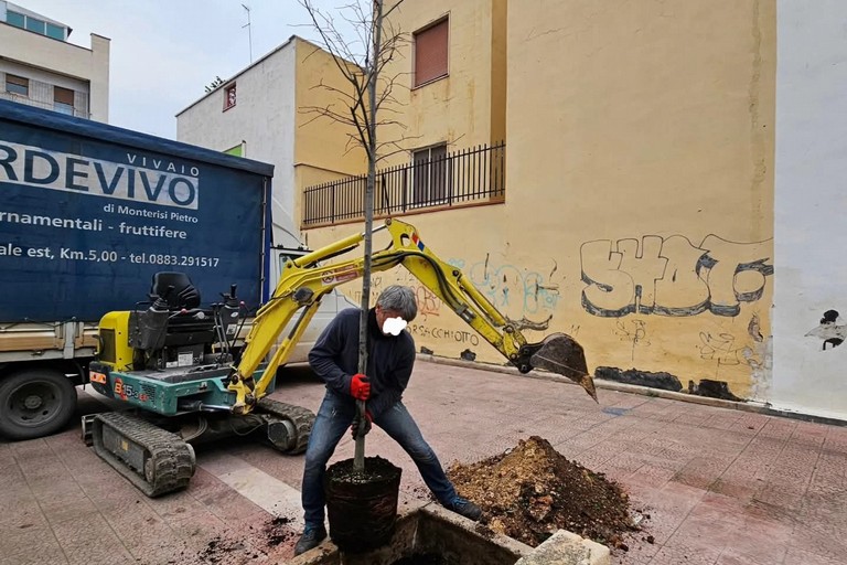 Nuove piantumazioni in città grazie all'iniziativa di 3Place ed alla generosità di alcuni cittadini