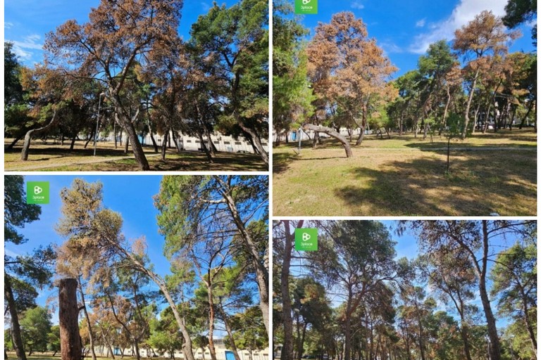 La pineta della Villa comunale rischia di scomparire