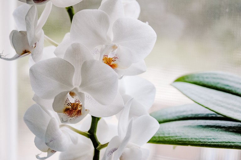 Orchidea. Foto da Pixabay