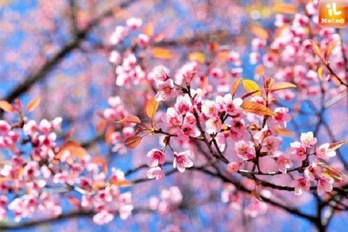 alberi in primavera