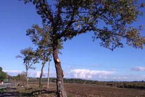 Quercia in Contrada Abbondanza