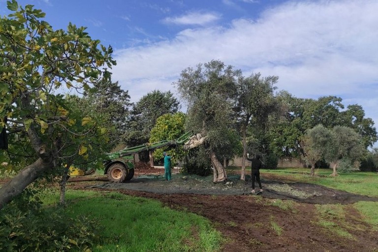 raccolta olive