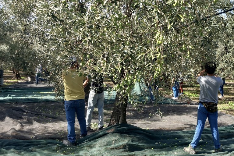 raccolta olive
