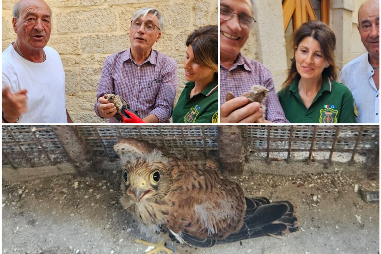 Piccolo Falco pellegrino recuperato nel centro storico di Andria