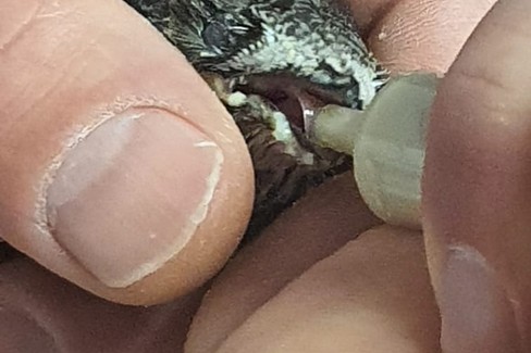 Una piccola rondine salvata da un cittadino