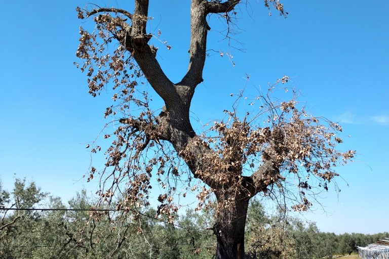 Distrutta nelle campagne di Andria una roverella ultrasecolare