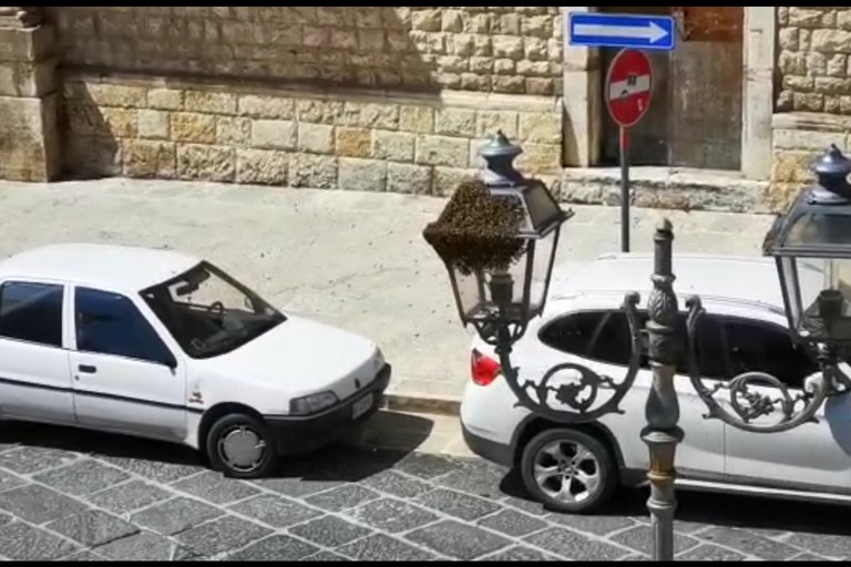 Nido d'api in via Vaglio