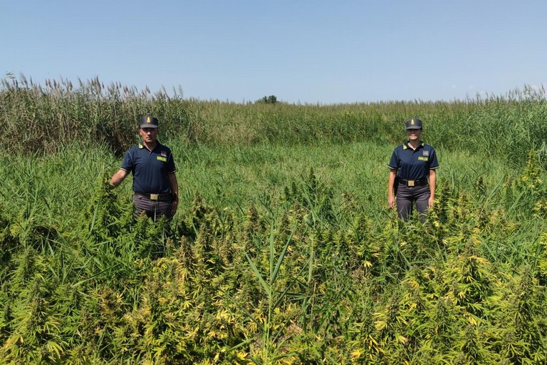 Nuova piantagione di marijuana scoperta nella Bat dalla Guardia di Finanza