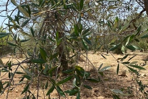 Caldo estremo in Puglia: ultimo giorno di "passione", poi le temperature scenderanno
