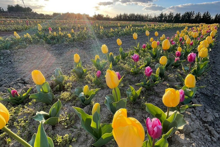fiori tulipani