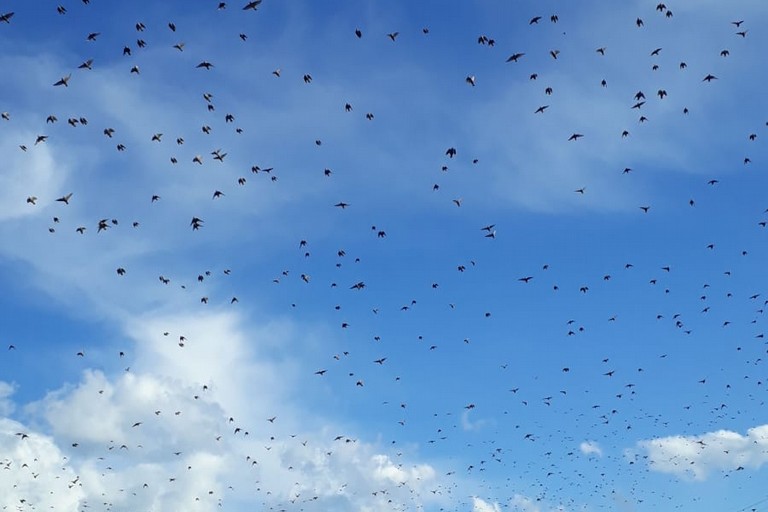 stormi di uccelli nelle campagne pugliesi