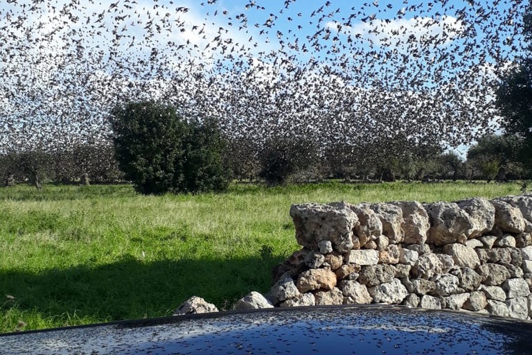 stormi di uccelli nelle campagne pugliesi