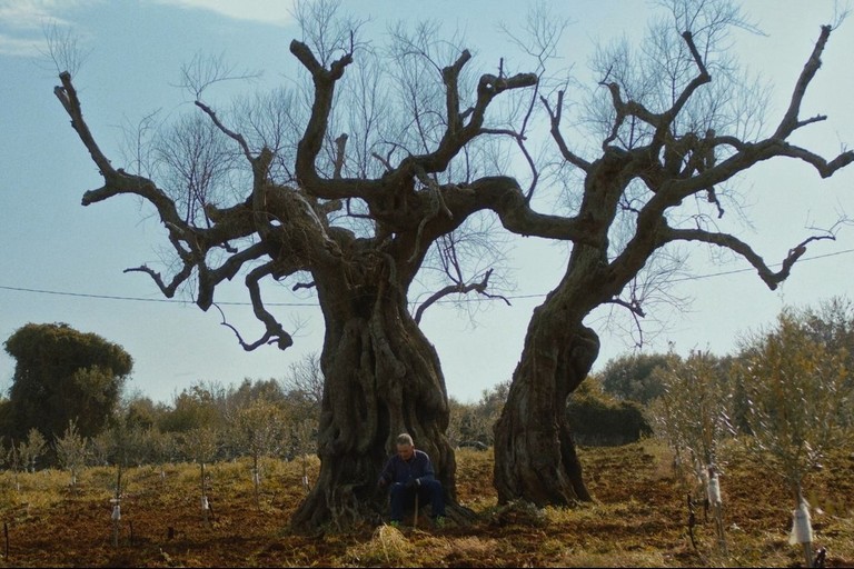 ulivi colpiti dalla xylella