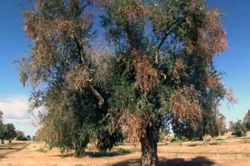 Xylella: zone cuscinetto ridotte a Giovinazzo, Bisceglie e Minervino Murge. Più spazio alle imprese vivaistiche