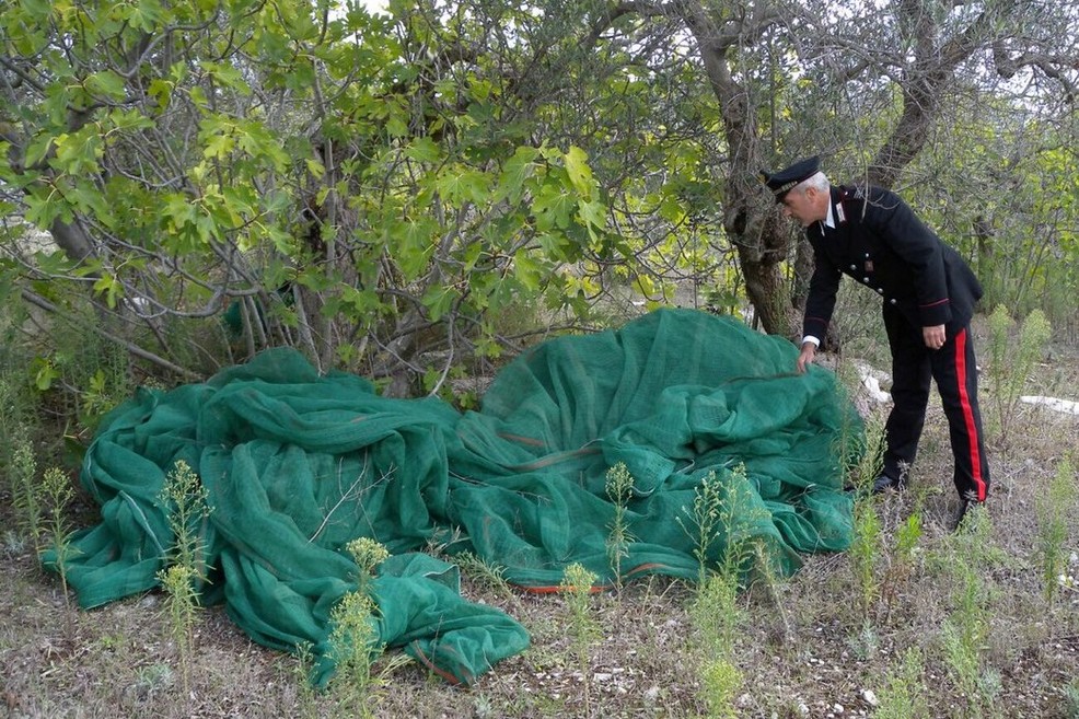 Carabinieri cntro furti di olive