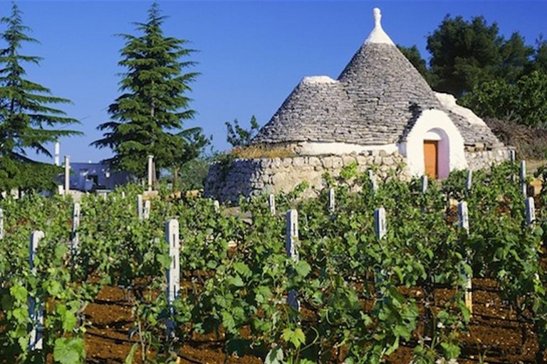 vigneto