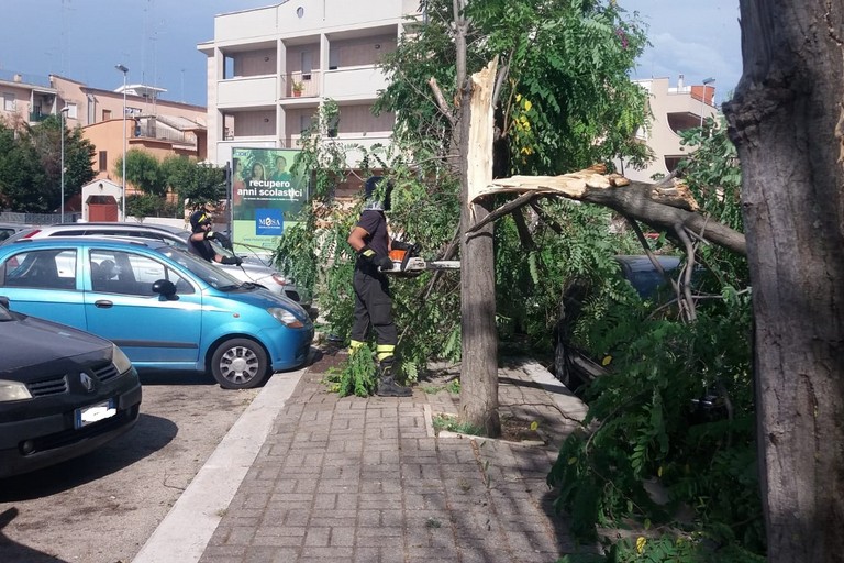 Intervento dei Vigili del Fuoco per caduta alberi in via Carpaccio