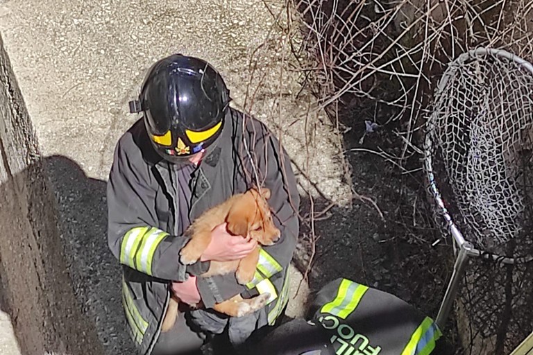 Cane meticcio salvato dall'intervento dei Vigili del Fuoco