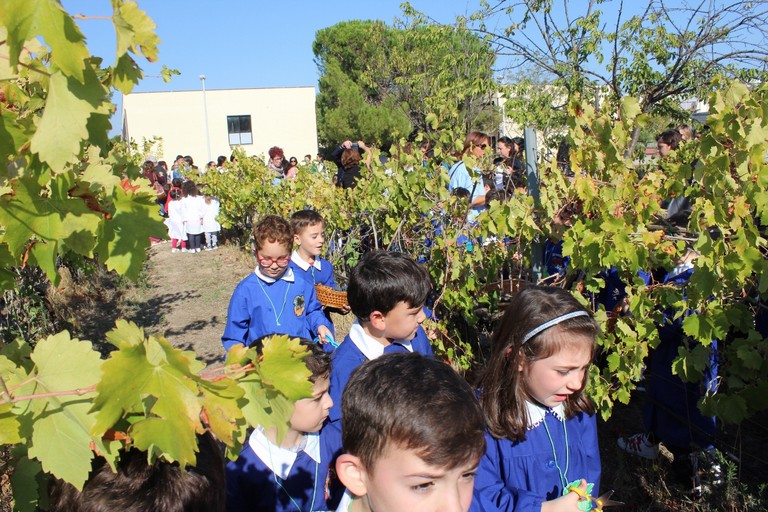 Vendemmia alla Jannuzzi-Di Donna