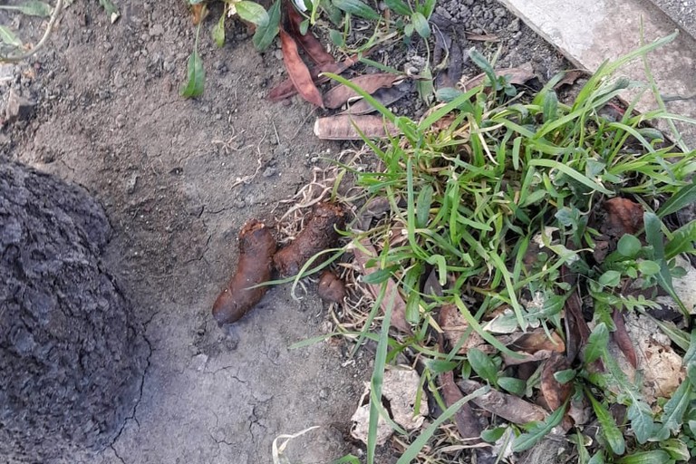 Deiezioni canine per le strade di Andria