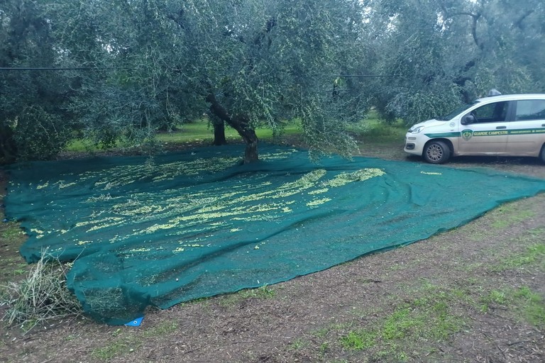 Sventato furto di olive