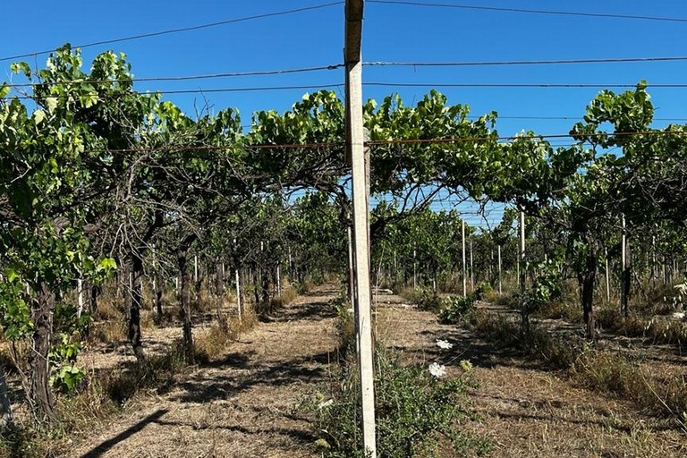 Azienda agricola Papparicotta di Andria
