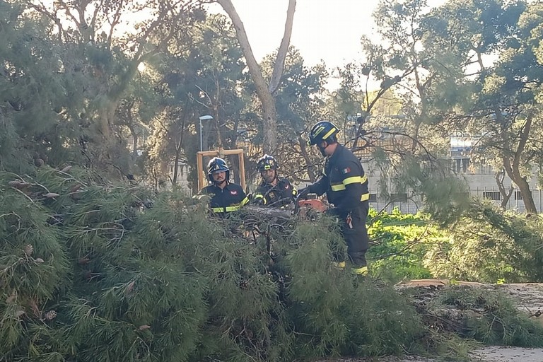 Albero caduto nella pineta della Villa comunale