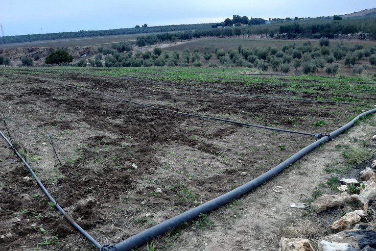 Ortaggi distrutti dai cinghiali ad Andria in località Zaganellaro