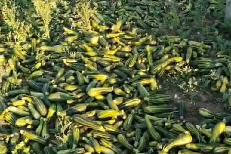 Quintali di zucchine lasciate marcire nelle campagne di Andria: "Prezzi troppo bassi per la vendita all'ingrosso"